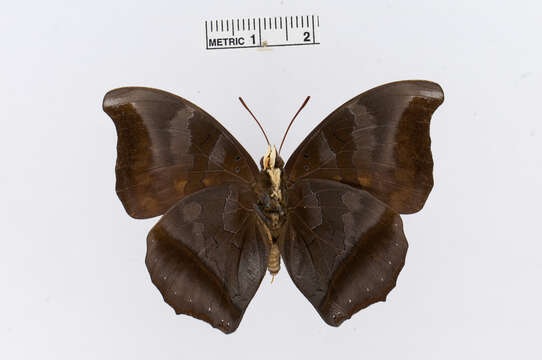 Image of Charaxes laodice Drury 1782