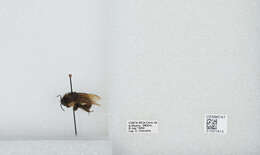 Image of Bombus ephippiatus Say 1837