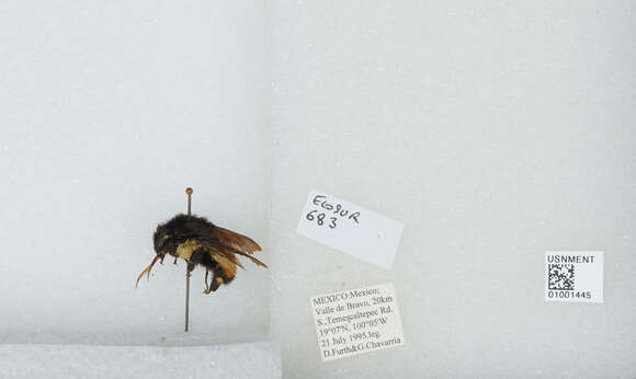 Image of Bombus ephippiatus Say 1837