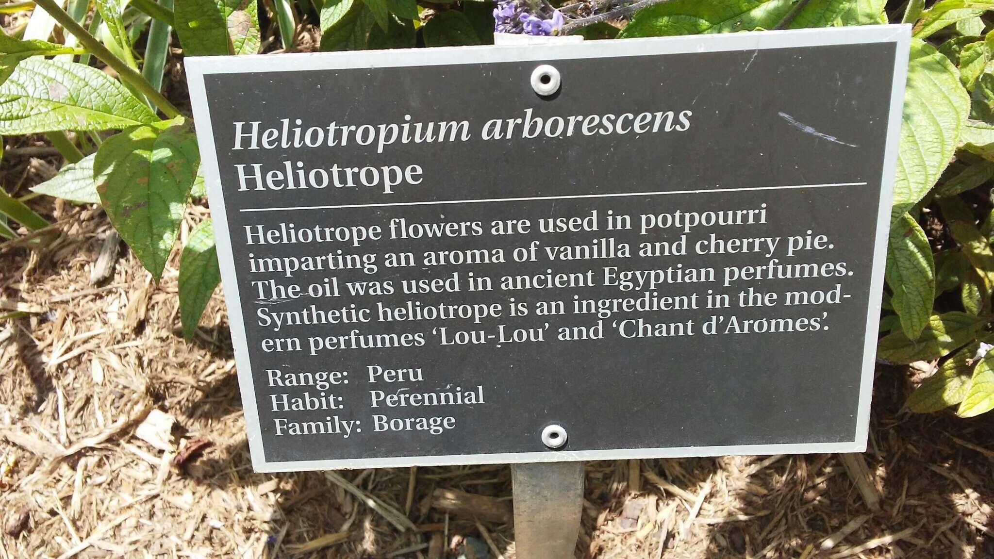 Image of garden heliotrope