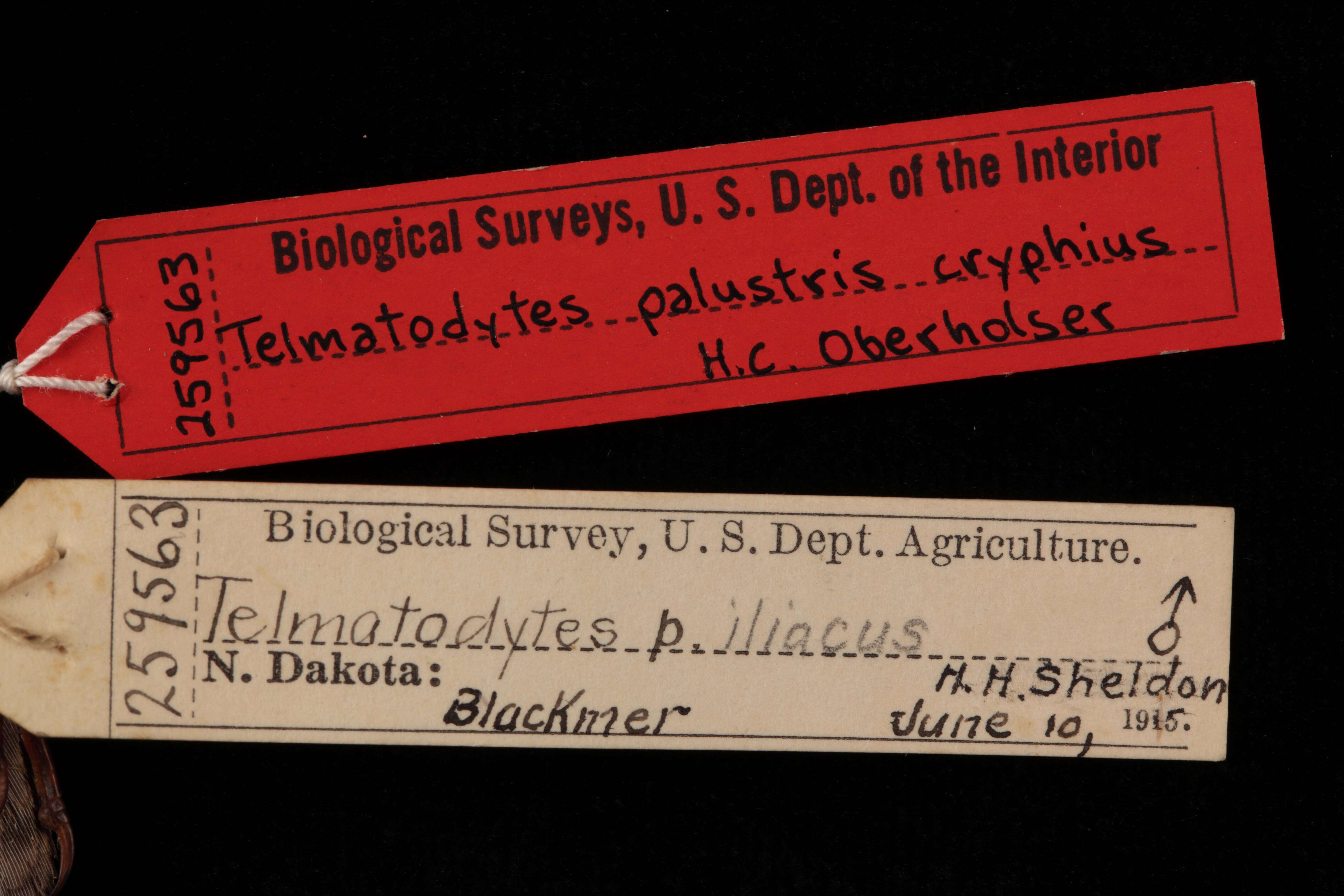 Image of Cistothorus palustris iliacus (Ridgway 1903)