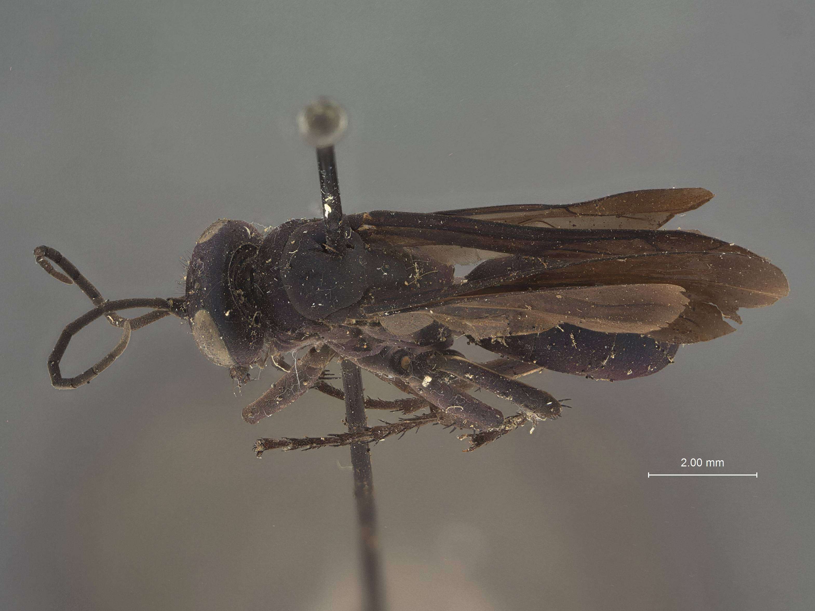 Image of Pompilus jacintoensis Evans 1948