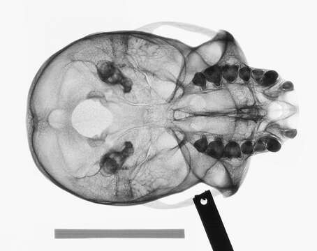 Image of Cercopithecus cephus cephodes Pocock 1907