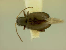 Image of Aphthonoides