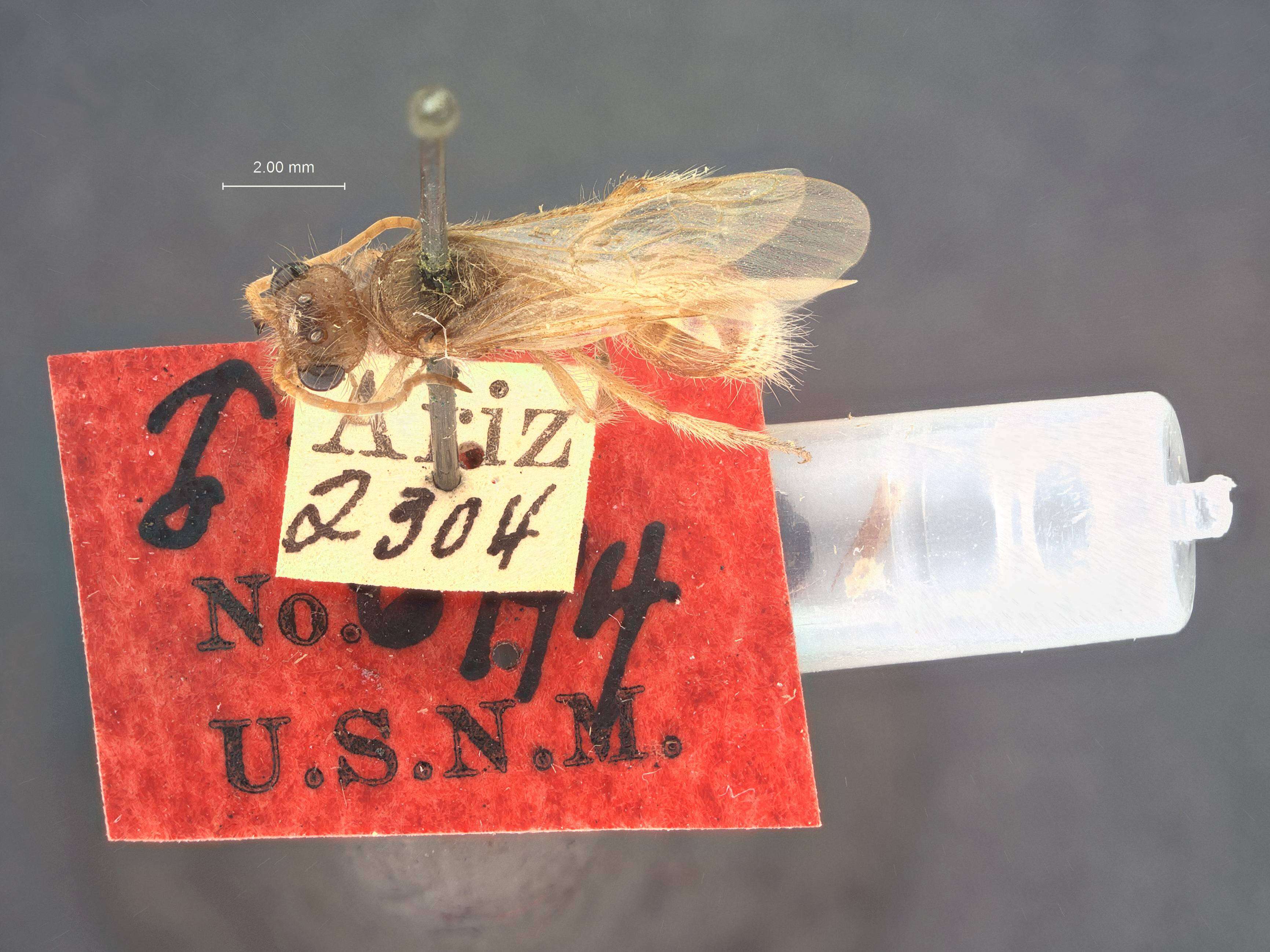 Image de Odontophotopsis acmaea Viereck 1904