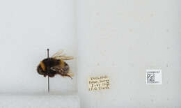 Image of White-tailed bumblebee