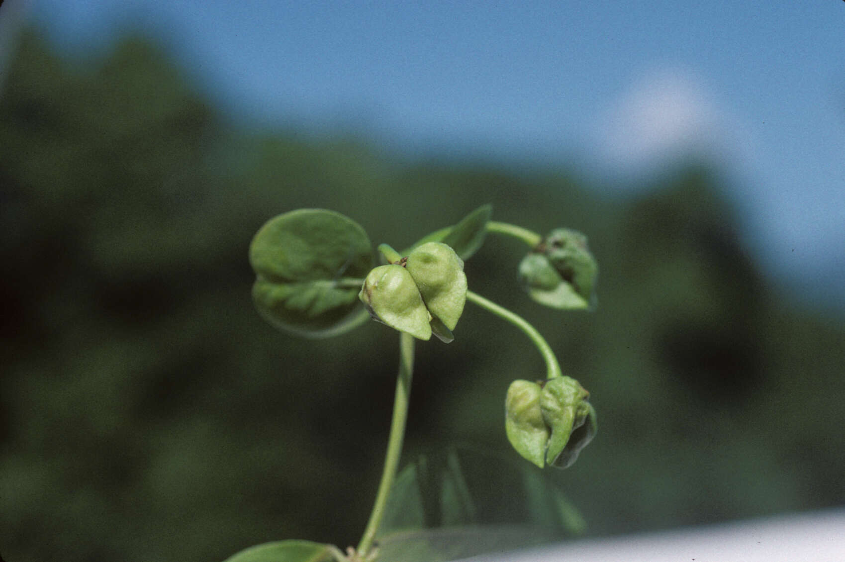 Imagem de Stigmaphyllon bannisterioides (L.) C. Anderson