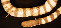 Image of Annulated Sea Snake