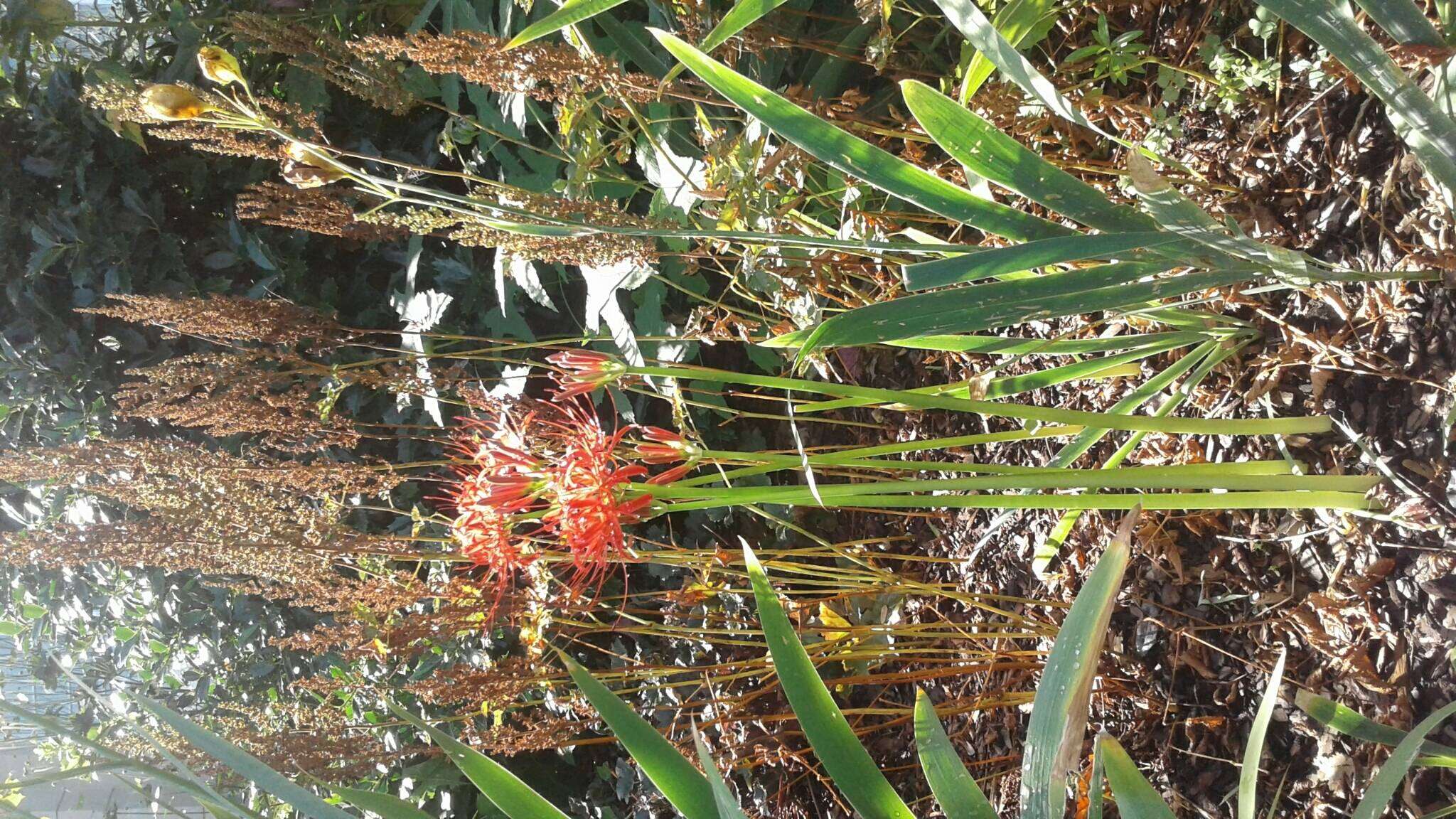 Image of red spider lily