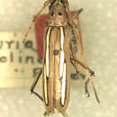 Image of Eburia albolineata Fisher 1944