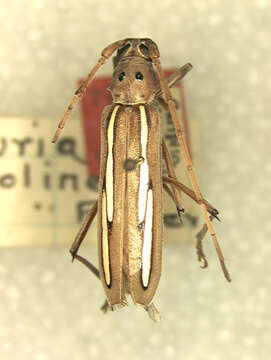 Image of Eburia albolineata Fisher 1944