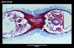 Image of Syngenoherpia sanguicuneosa Salvini-Plawen 1978