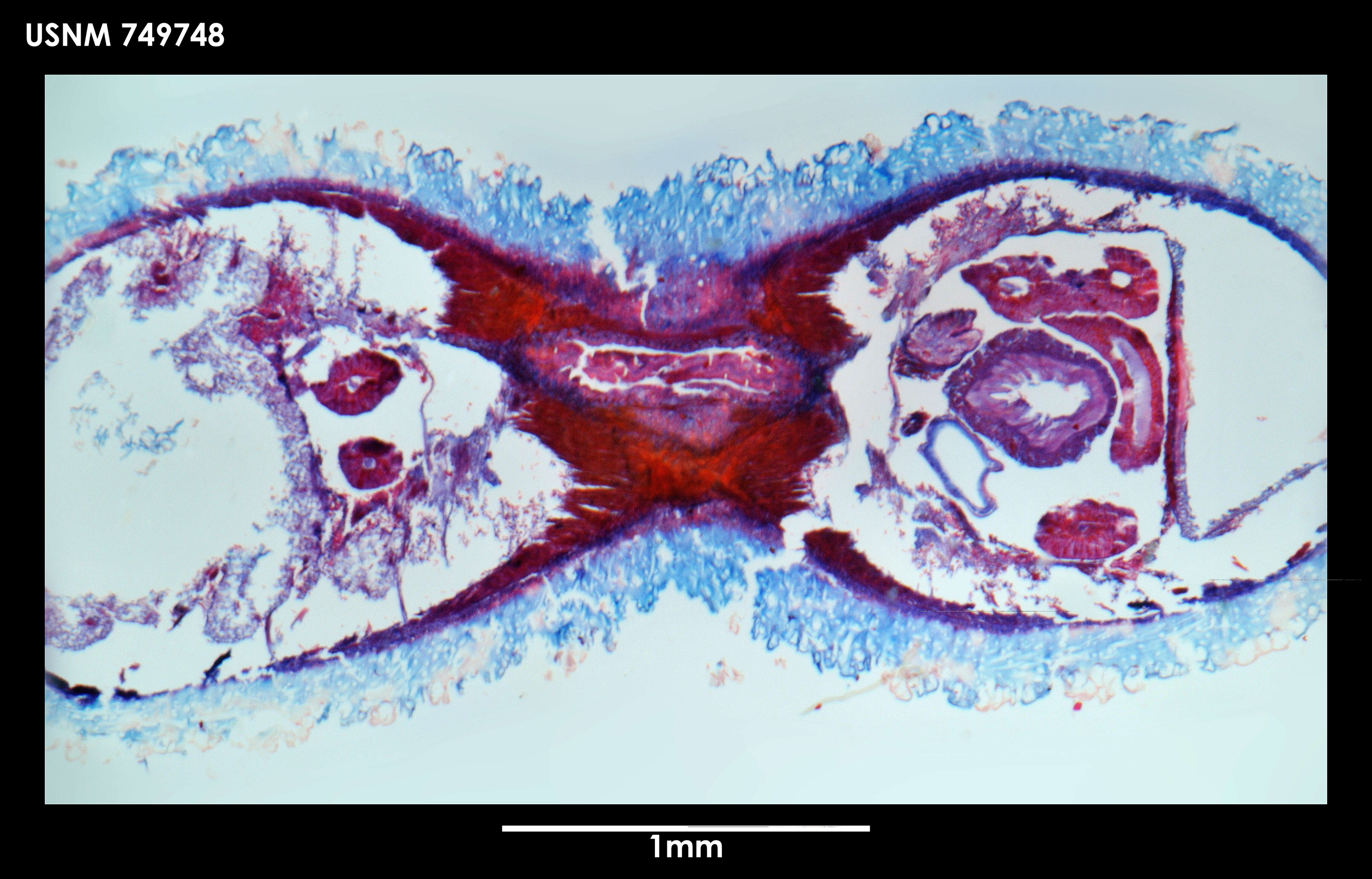 Image of Syngenoherpia sanguicuneosa Salvini-Plawen 1978