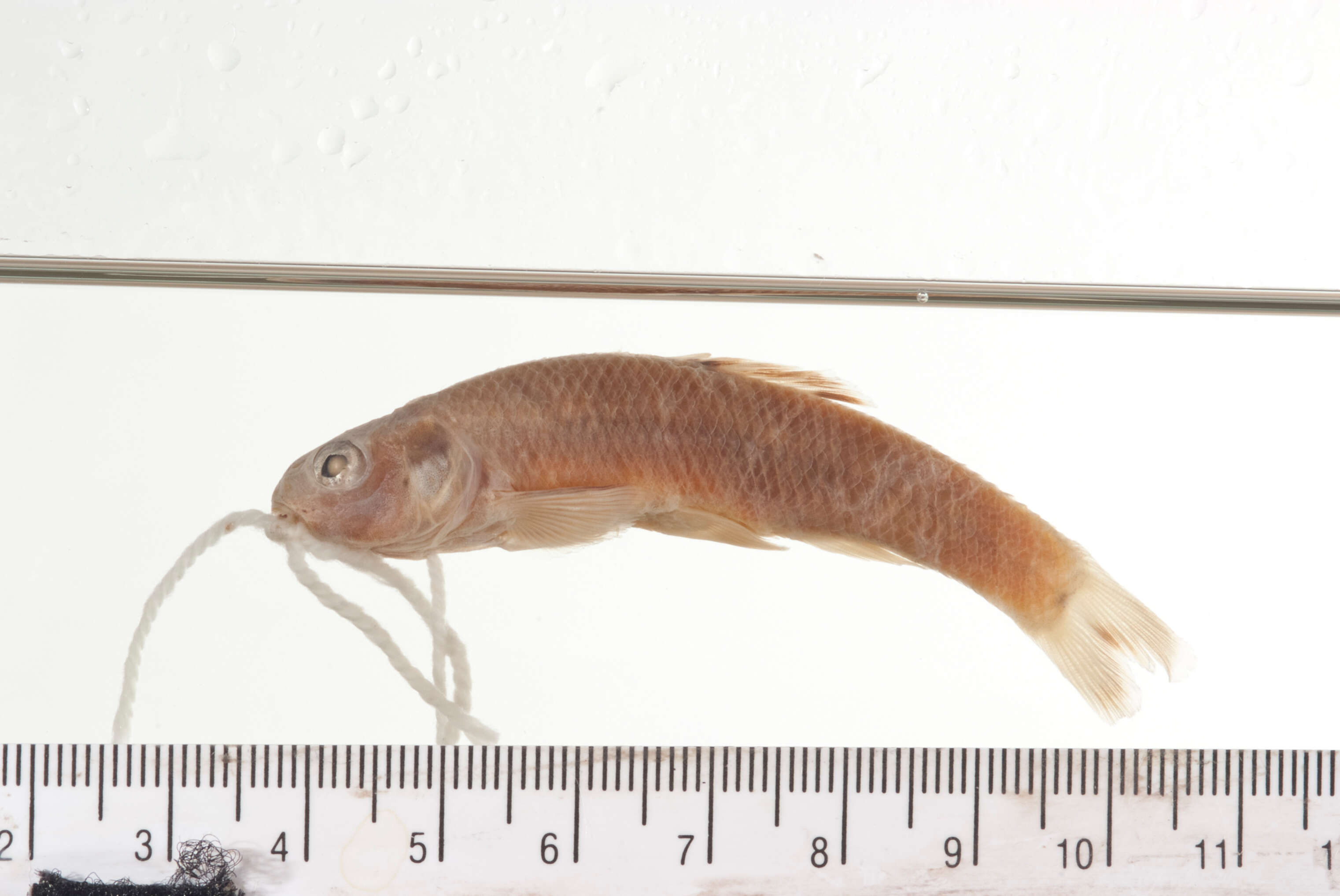 Image of Bullhead Minnow