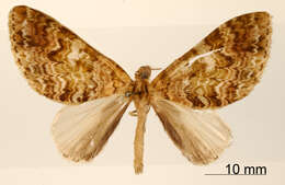 Image of Hammaptera semifasciata Dognin 1912