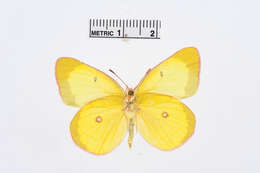 Image of Pink-edged sulphur