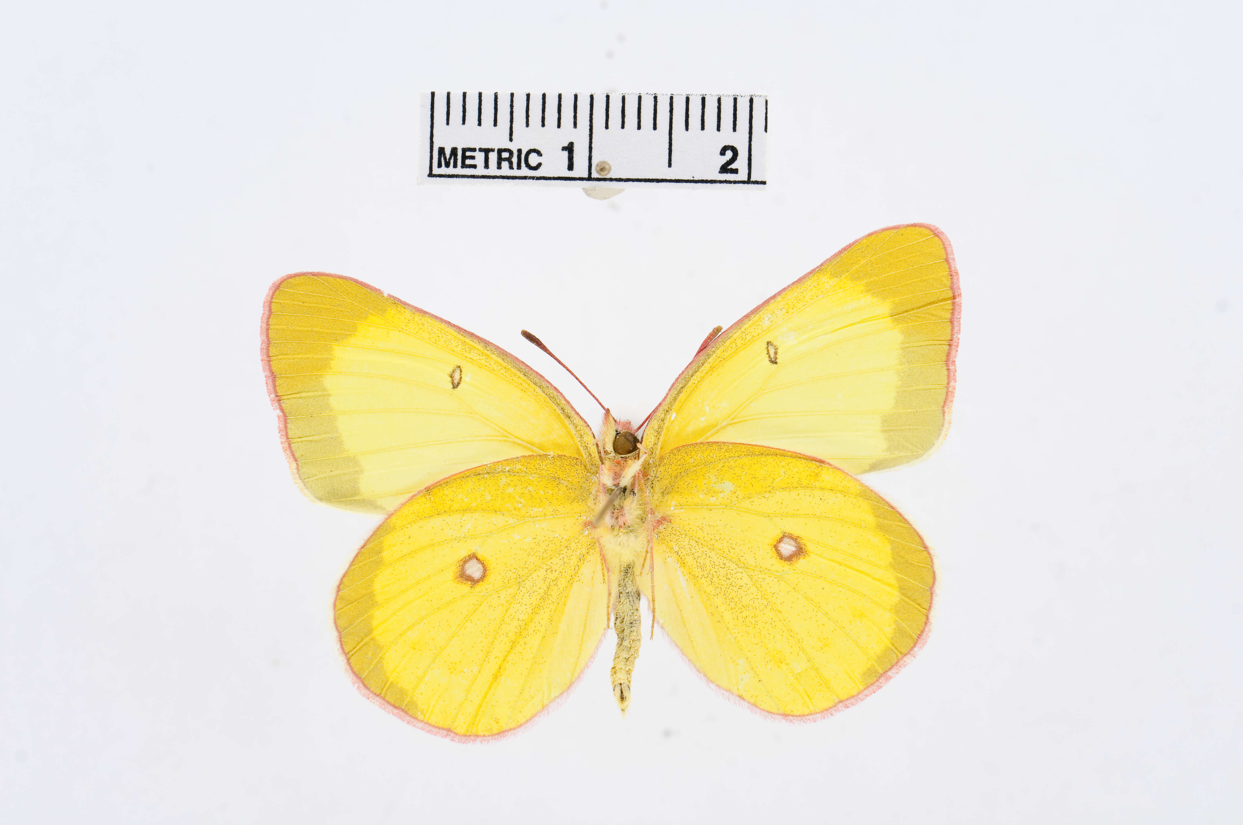 Image of Pink-edged sulphur