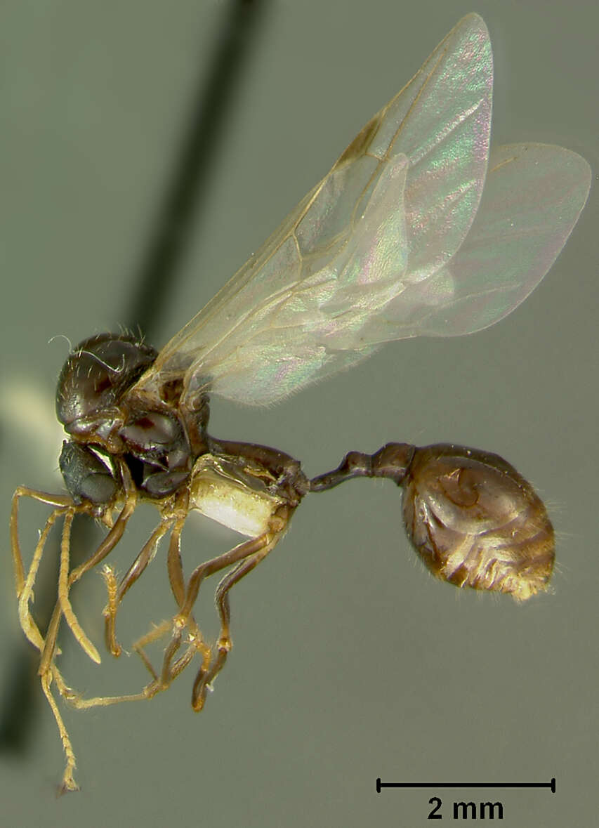 Image of Aphaenogaster geei Wheeler 1921