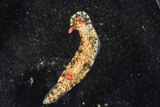 Image of Red gilled yellow spotted green slug