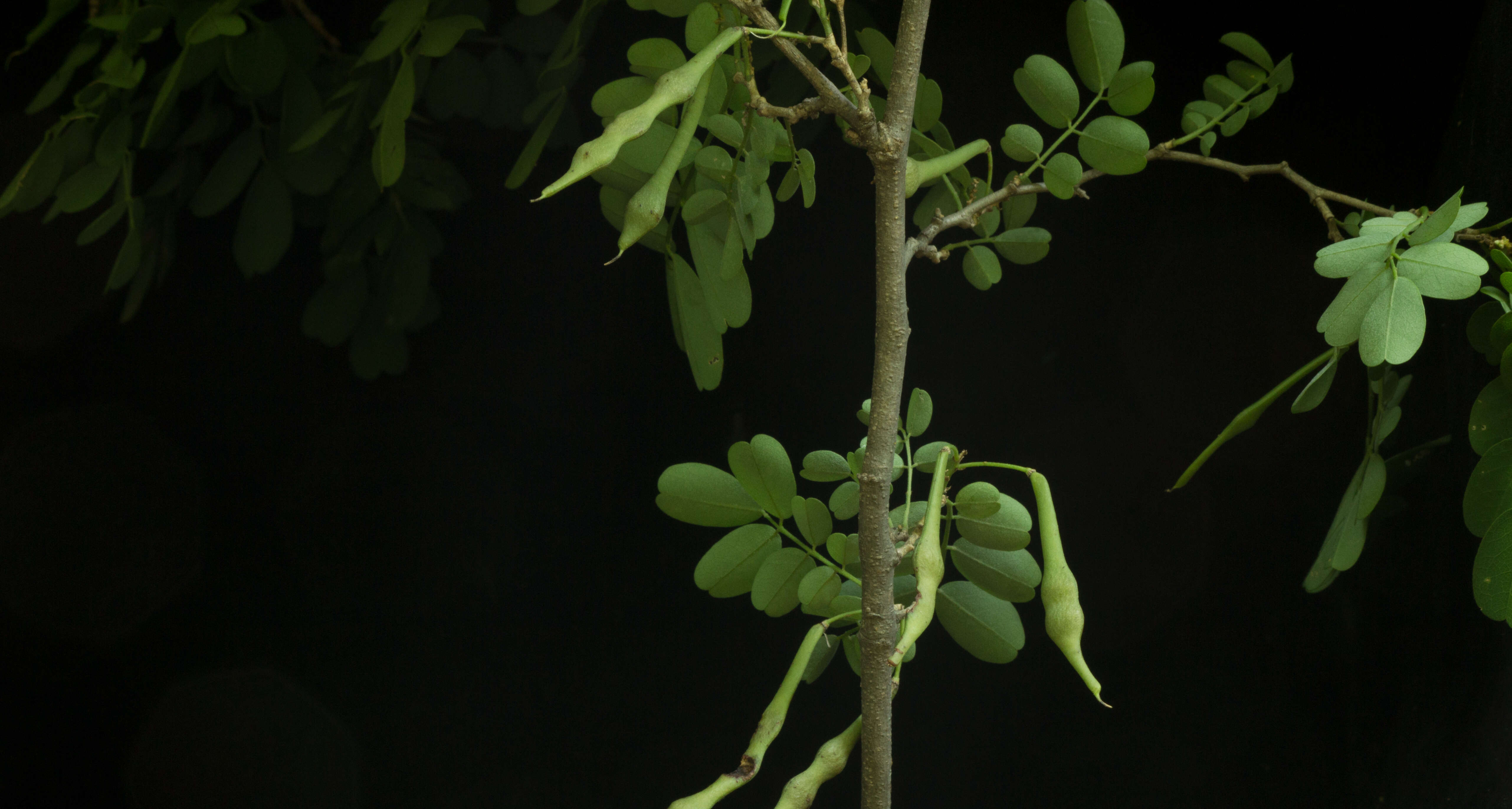 Image of Coursetia robinoides M. Sousa & Lavin 1987