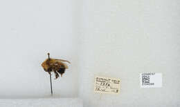 Image of Bombus vagans vagans Smith 1854