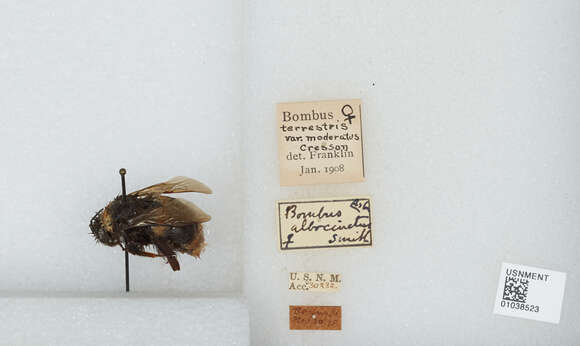 Image of Bombus patagiatus Nylander 1848