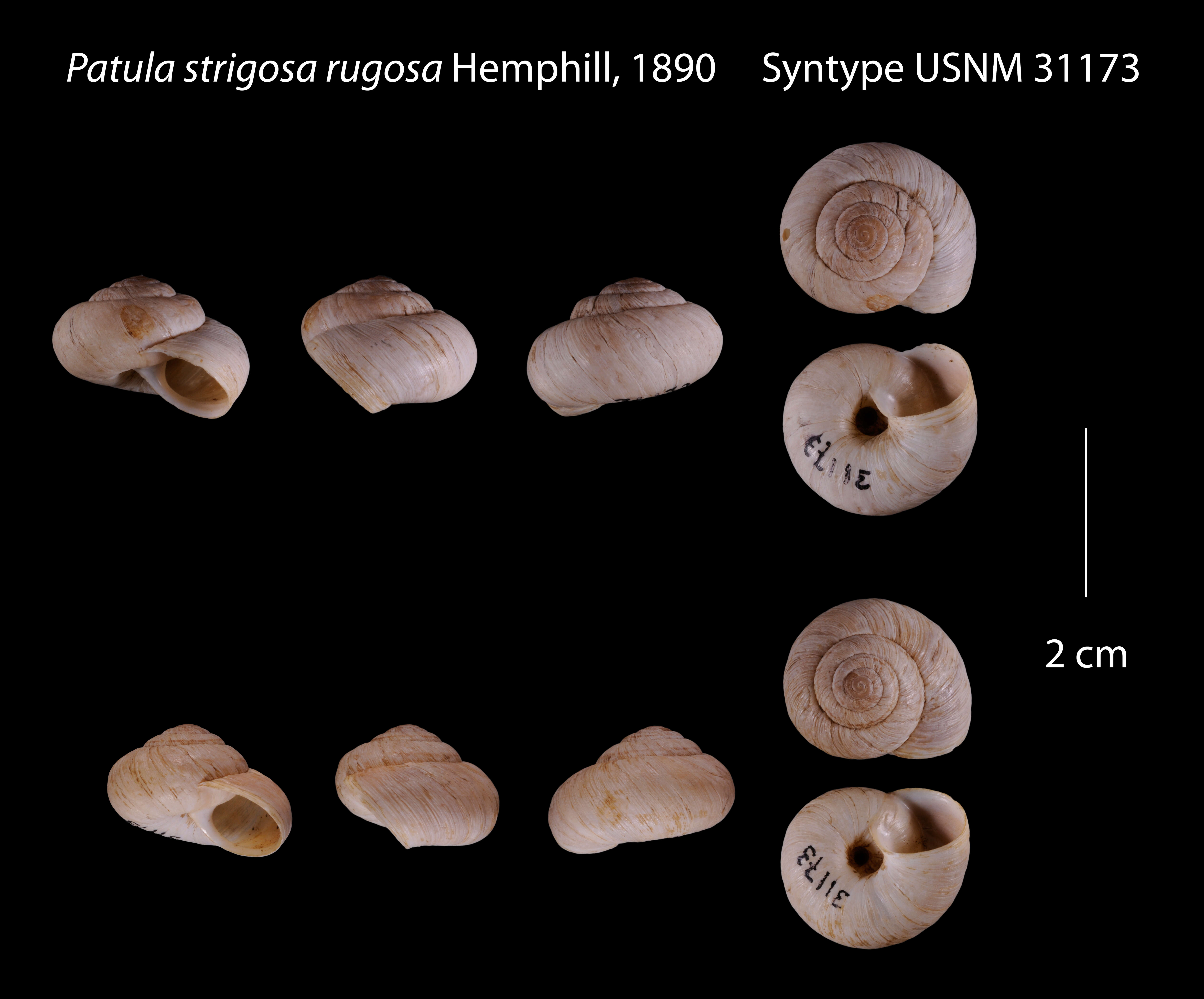 Image of Patula strigosa rugosa Hemphill