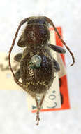 Image of Ipochus subnitidus Casey 1913