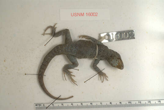 Image of San Pedro Side-blotched Lizard