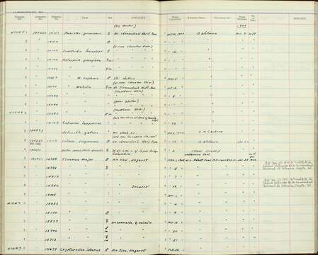 Tinamus major saturatus Griscom 1929 resmi