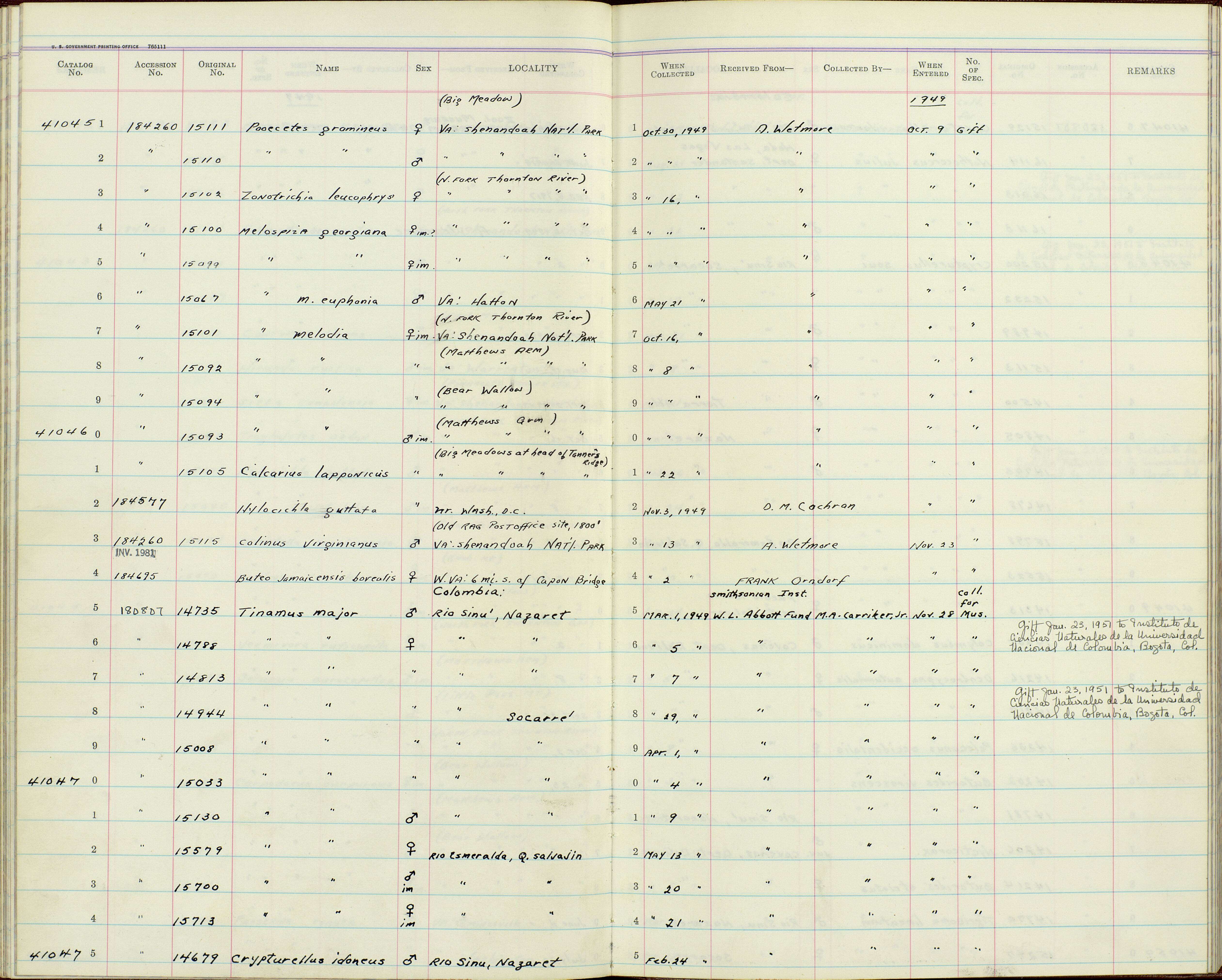 Plancia ëd Tinamus major saturatus Griscom 1929