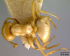 Imagem de <i>Lasius interjectus</i>