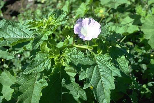 Image of nicandra