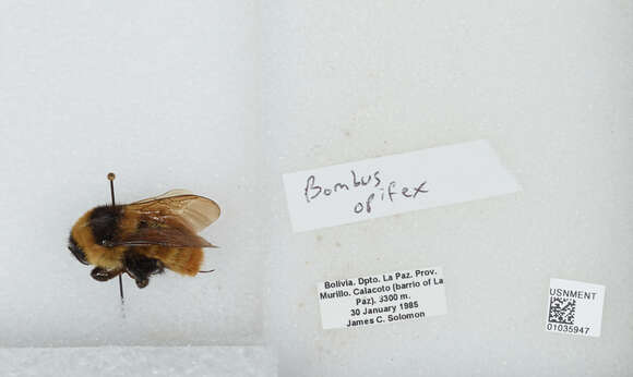 Image of Bombus opifex Smith 1879