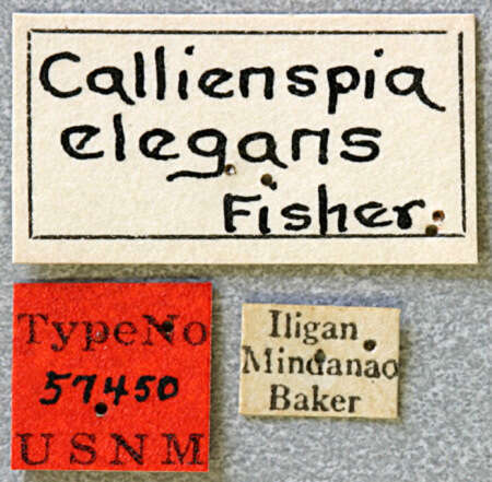 Image of Egesina (Callienispia) elegans (Fisher 1925)