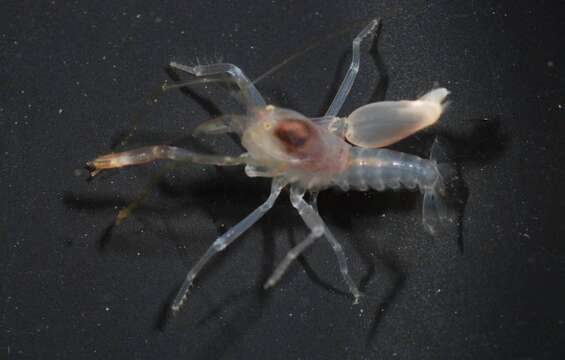 Image of Alpheidae