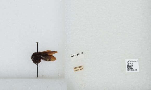 Image de Bombus mexicanus Cresson 1879