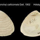 Sivun Lamelliconcha callicomata (Dall 1902) kuva