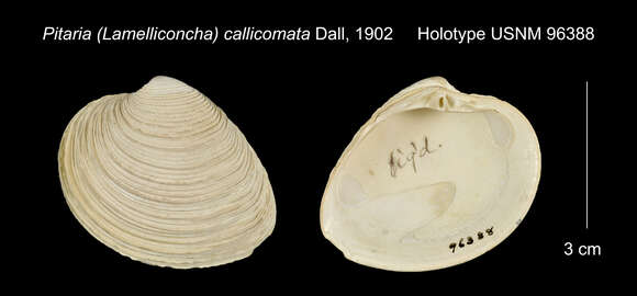 Image of Lamelliconcha callicomata (Dall 1902)