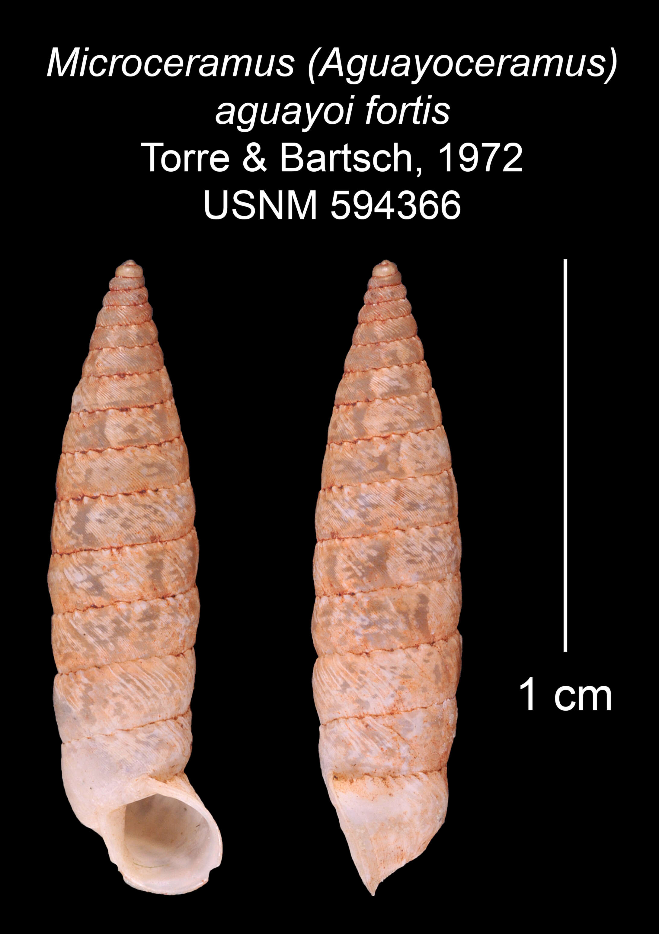 Image of Microceramus Pilsbry & Vanatta 1898