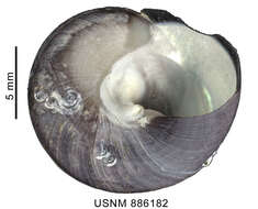 <i>Chlorostoma atrum</i> resmi