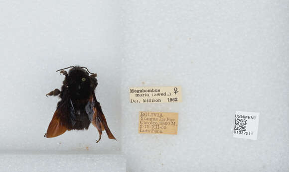 Image of Bombus morio (Swederus 1787)