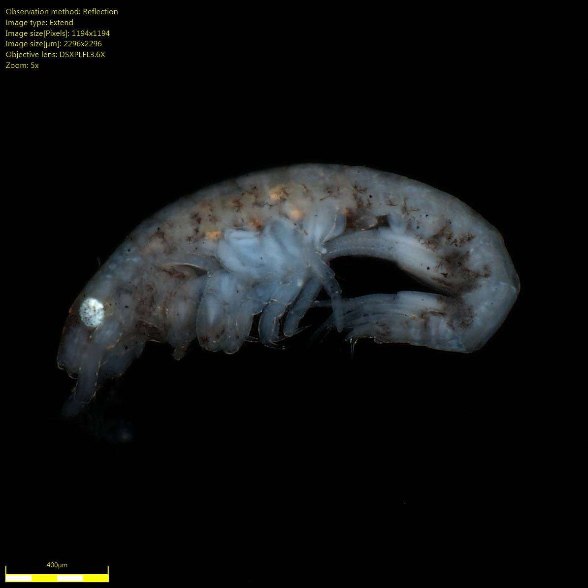 Image of Amphipoda