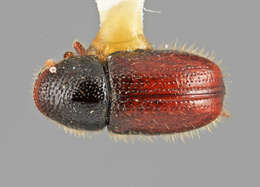 Image of Conophthorus cembroides Wood 1972