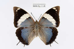 Charaxes bohemani Felder & Felder 1859的圖片