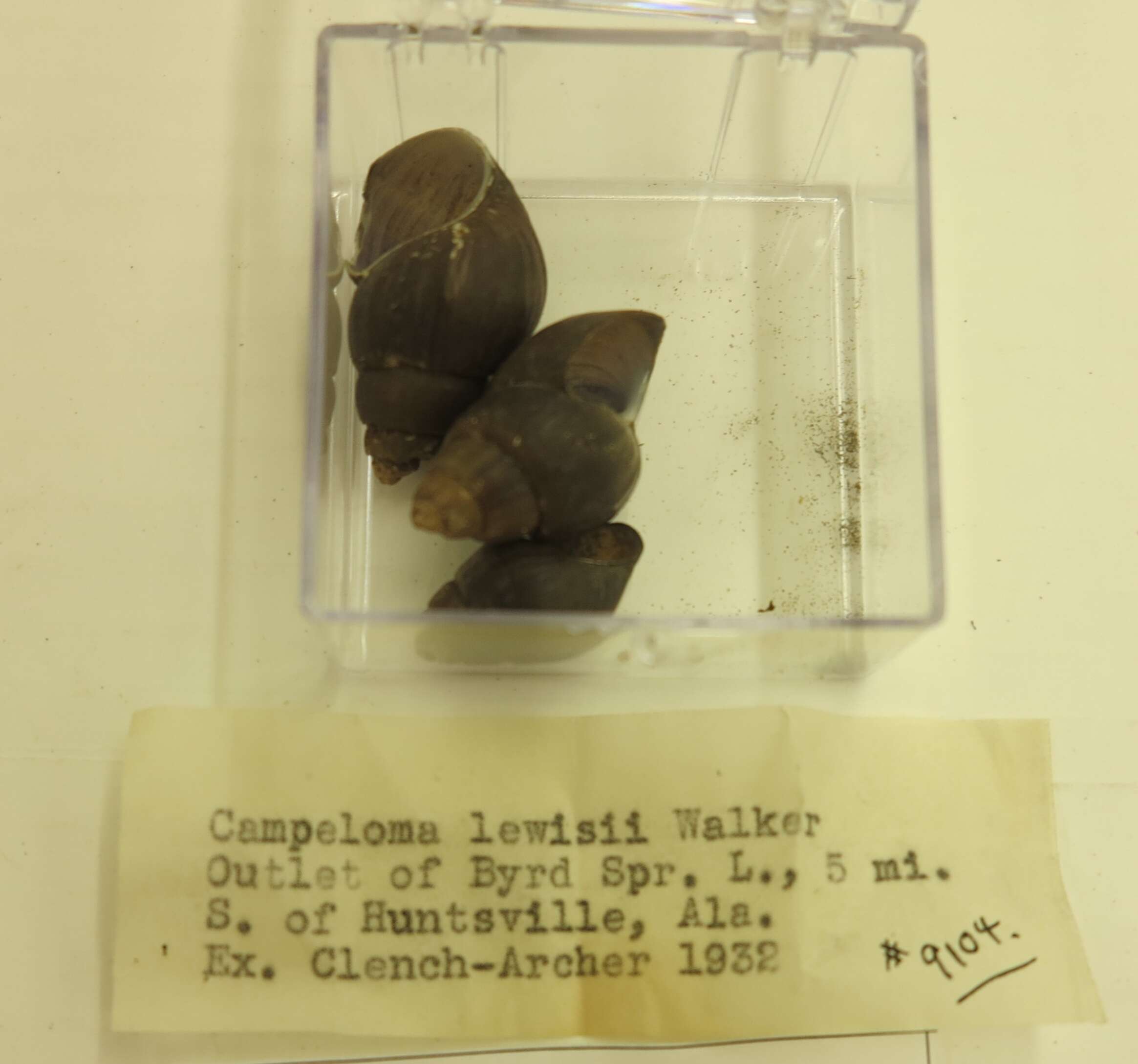 Image of Campeloma decisum (Say 1817)