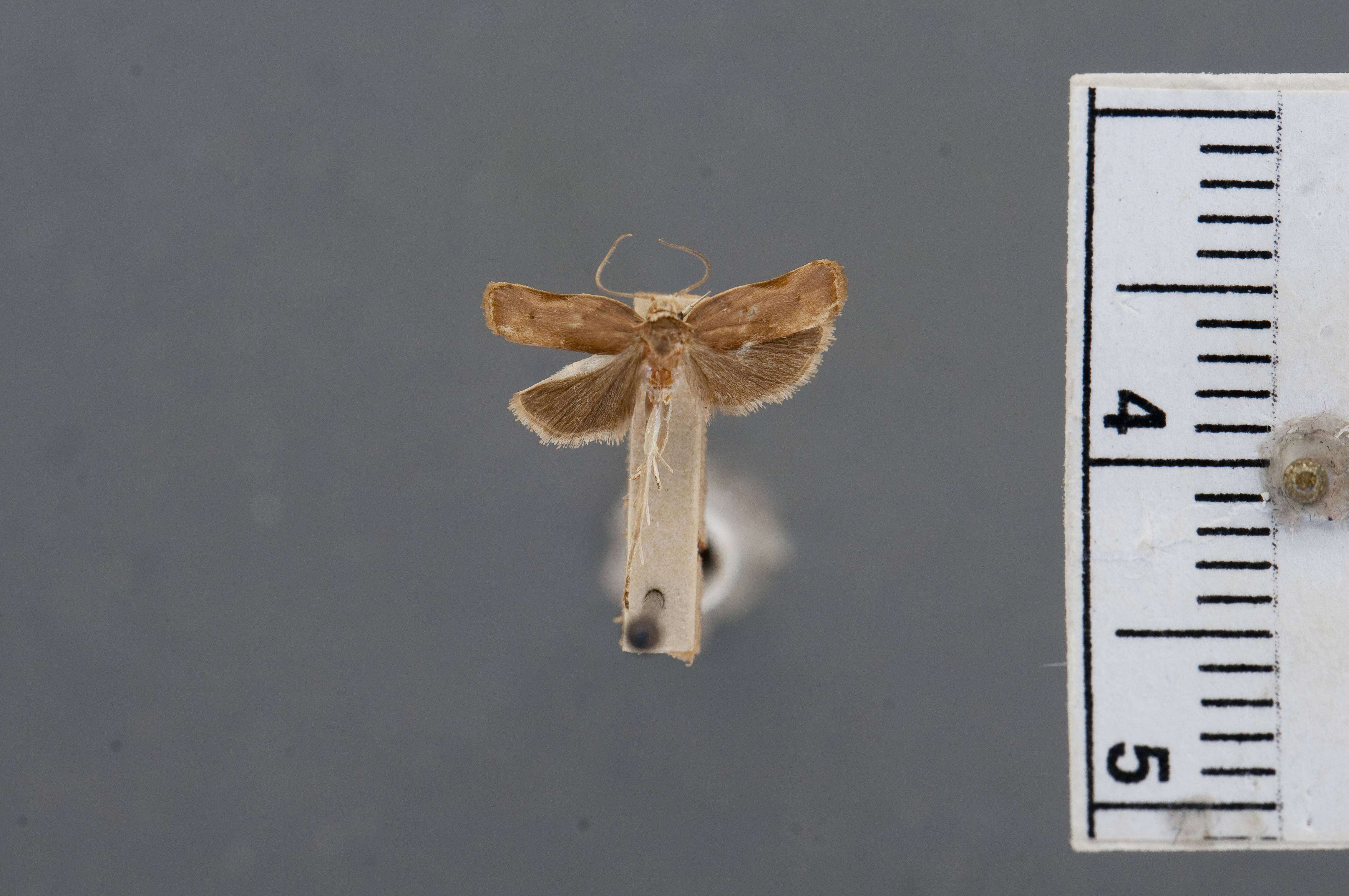 Image of Stenoma phalacropa Meyrick 1932