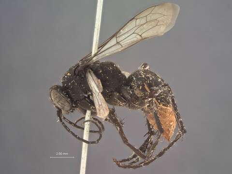 Image of Tachypompilus abbotti Ashmead