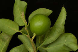 Image of lemon