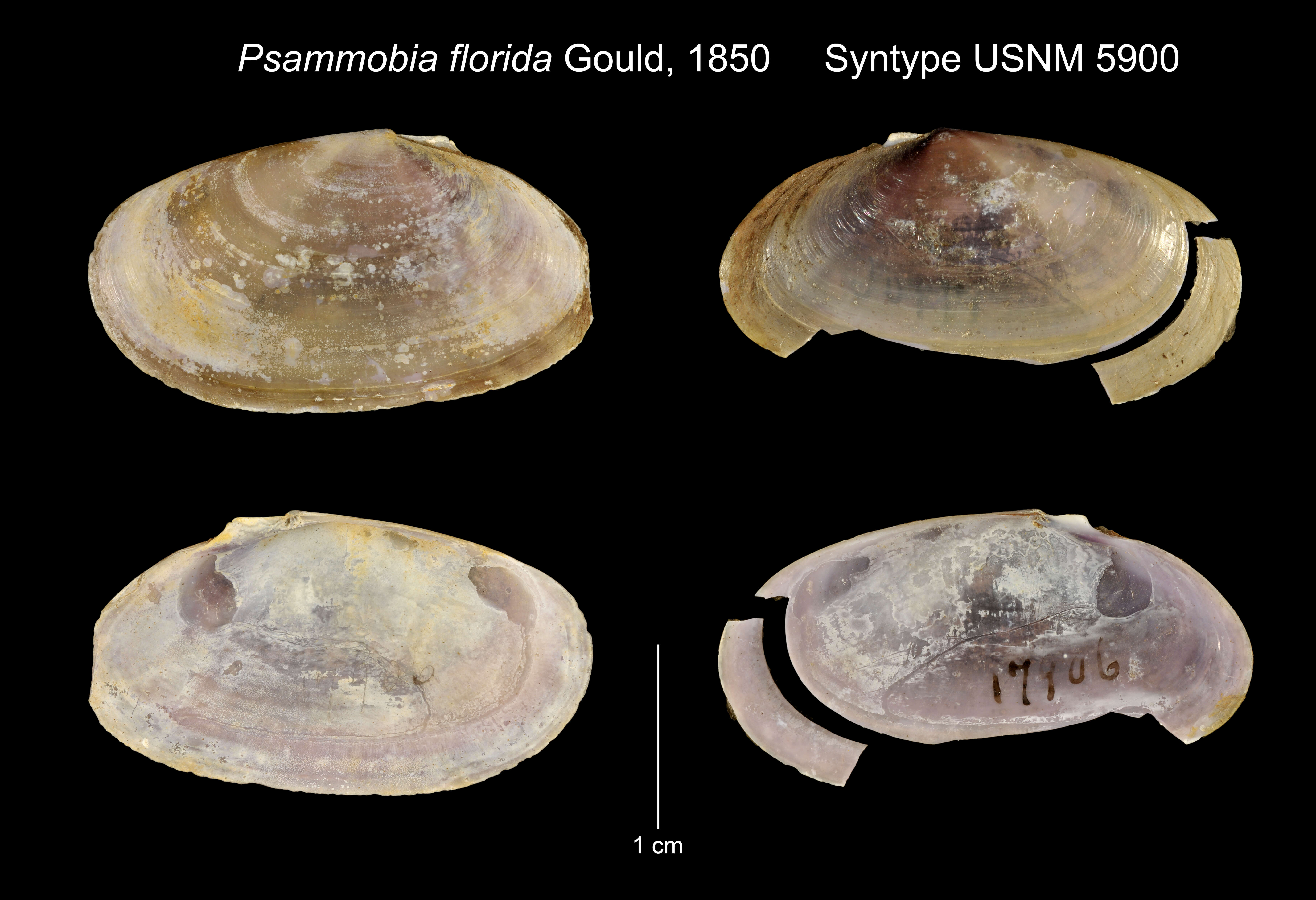 Image of Hiatula alba (Lamarck 1818)